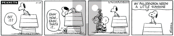 Peanuts on Monday November 23, 1964 Comic Strip