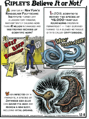 Ripley's Believe It or Not - Friday December 8, 2023 Comic Strip