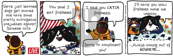 Breaking Cat News on Wednesday July 31, 2019 Comic Strip
