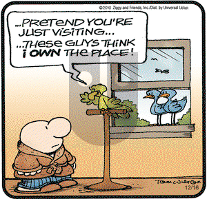 Ziggy on Thursday December 16, 2010 Comic Strip