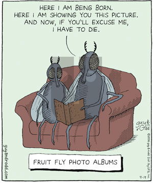 Brevity on Wednesday April 19, 2006 Comic Strip