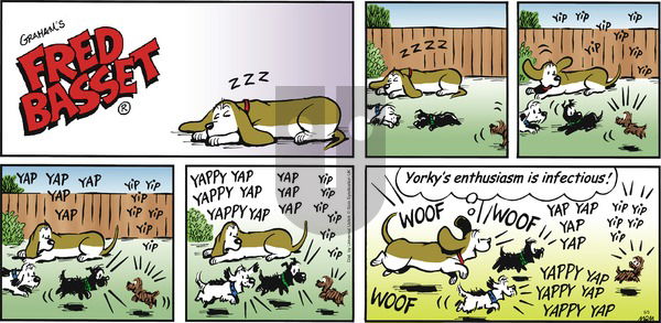 Fred Basset on Sunday June 5, 2016 Comic Strip