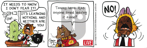 Breaking Cat News on Wednesday January 9, 2019 Comic Strip