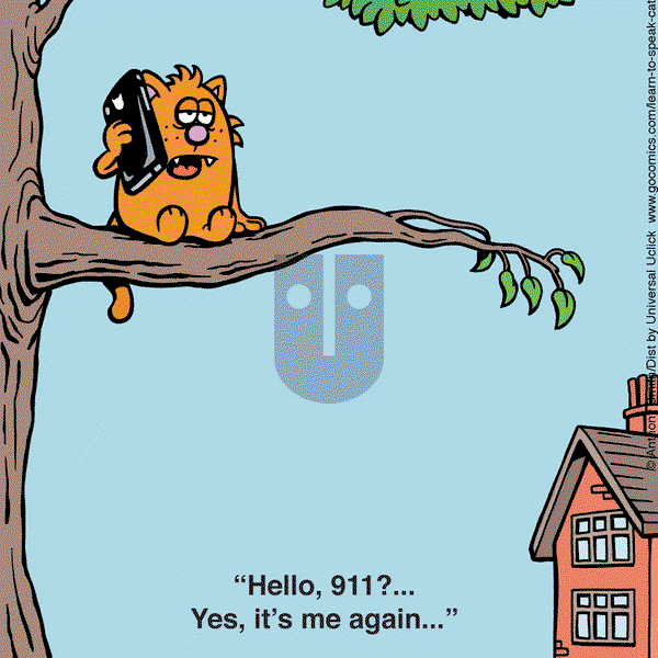 Learn to Speak Cat - Saturday June 29, 2024 Comic Strip