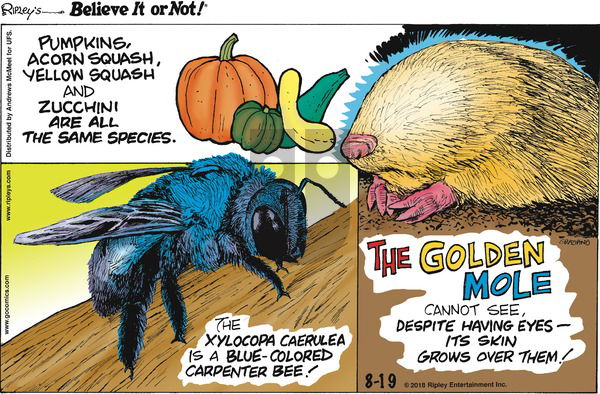 Ripley's Believe It or Not on Sunday August 19, 2018 Comic Strip