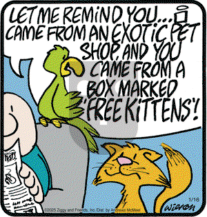 Ziggy - Thursday January 16, 2025 Comic Strip