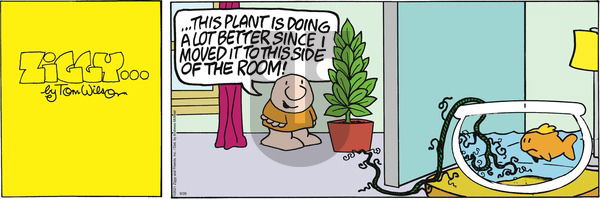 Ziggy on Sunday September 26, 2021 Comic Strip