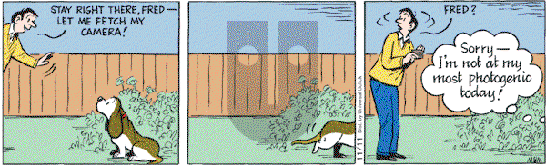 Fred Basset on Thursday November 11, 2010 Comic Strip