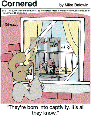 Cornered on Tuesday August 4, 2009 Comic Strip