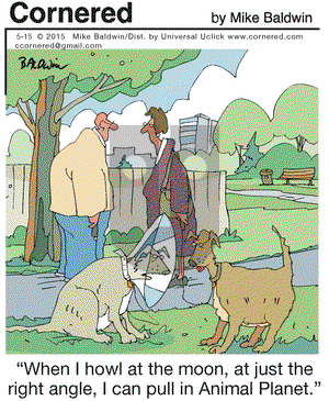 Cornered on Friday May 15, 2015 Comic Strip