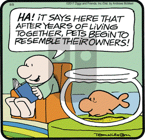 Ziggy on Wednesday August 9, 2017 Comic Strip