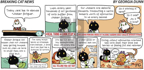 Breaking Cat News on Sunday August 18, 2019 Comic Strip