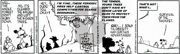 Over the Hedge on Saturday July 8, 2000 Comic Strip