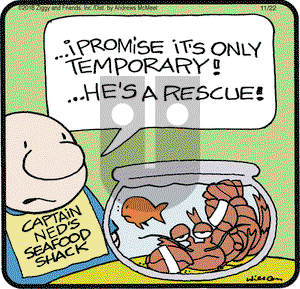 Ziggy on Thursday November 22, 2018 Comic Strip