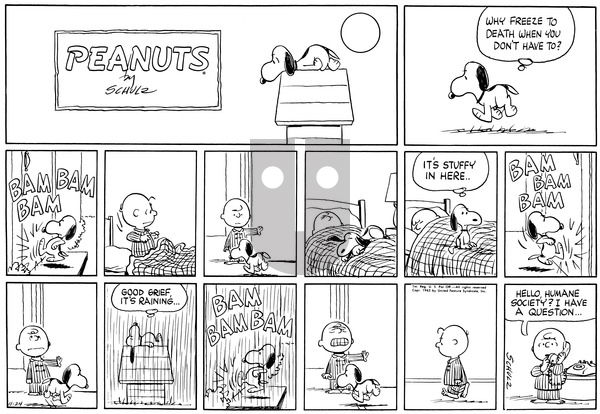 Peanuts on Sunday November 24, 1963 Comic Strip