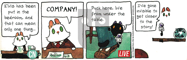Breaking Cat News on Monday June 3, 2019 Comic Strip