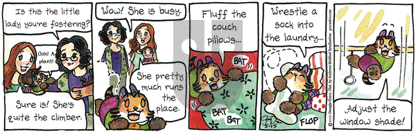 Breaking Cat News on Wednesday May 15, 2019 Comic Strip