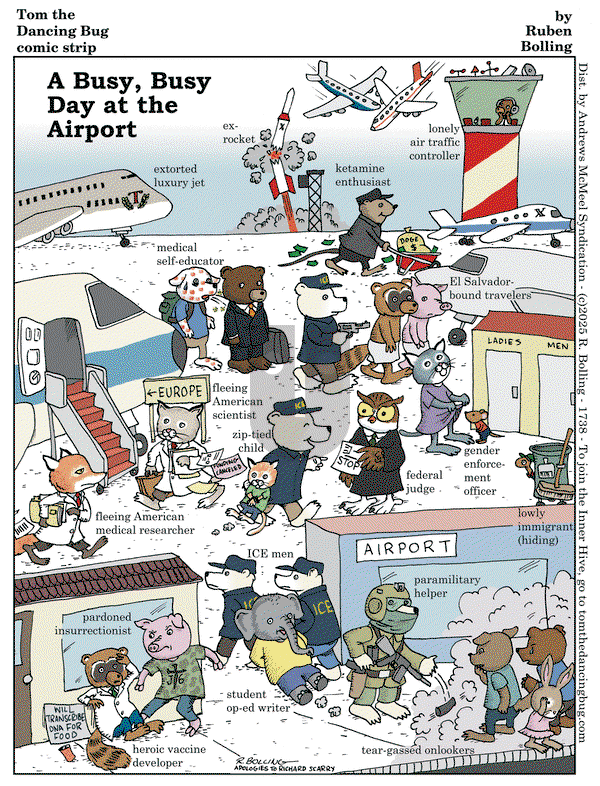 Tom the Dancing Bug on Friday June 6, 2025 Comic Strip