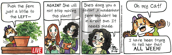 Breaking Cat News on Thursday May 16, 2019 Comic Strip