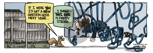 Bob the Squirrel on Friday October 31, 2025 Comic Strip