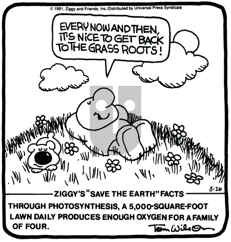 Ziggy - Monday August 26, 1991 Comic Strip