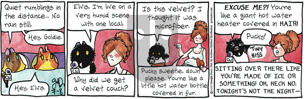 Breaking Cat News on Wednesday July 8, 2020 Comic Strip