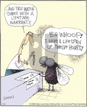 The Flying McCoys on Saturday January 12, 2008 Comic Strip