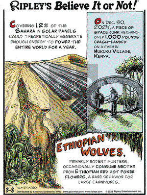 Ripley's Believe It or Not on Saturday March 8, 2025 Comic Strip