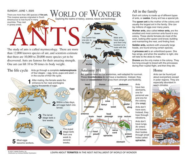 World of Wonder on Sunday June 1, 2025 Comic Strip