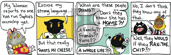Breaking Cat News - Wednesday June 12, 2024 Comic Strip