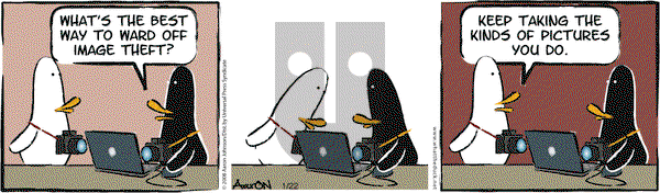 W.T. Duck - Thursday January 22, 2009 Comic Strip