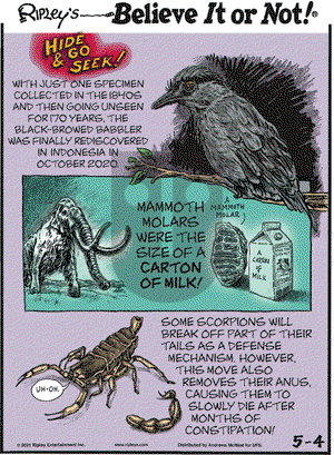 Ripley's Believe It or Not on Tuesday May 4, 2021 Comic Strip