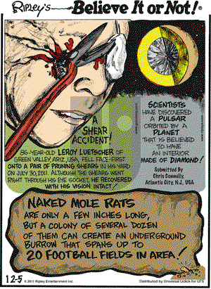 Ripley's Believe It or Not on Monday December 5, 2011 Comic Strip