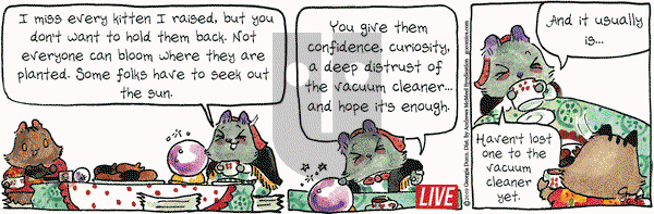 Breaking Cat News on Wednesday June 12, 2019 Comic Strip