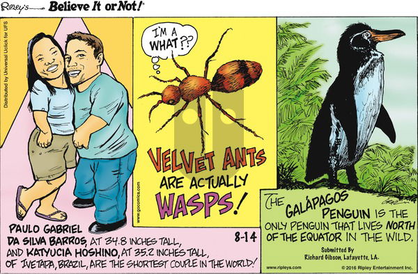 Ripley's Believe It or Not on Sunday August 14, 2016 Comic Strip