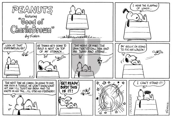 Peanuts on Sunday May 7, 1967 Comic Strip