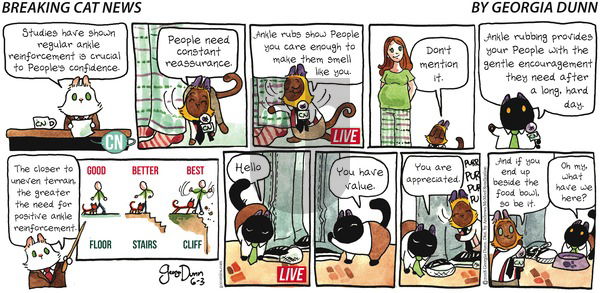 Breaking Cat News on Sunday June 3, 2018 Comic Strip