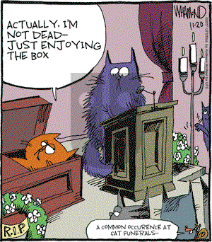 Reality Check on Monday November 20, 2017 Comic Strip