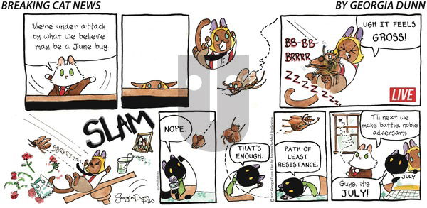 Breaking Cat News on Sunday July 30, 2017 Comic Strip