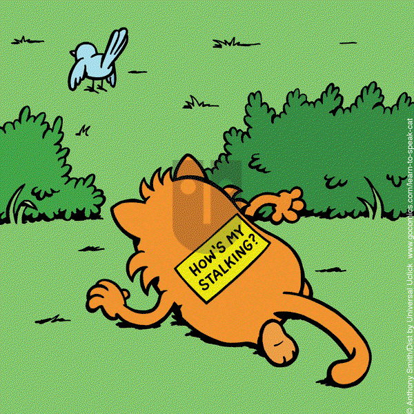 Learn to Speak Cat on Friday February 7, 2025 Comic Strip