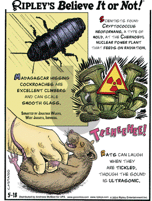 Ripley's Believe It or Not - Saturday May 18, 2024 Comic Strip
