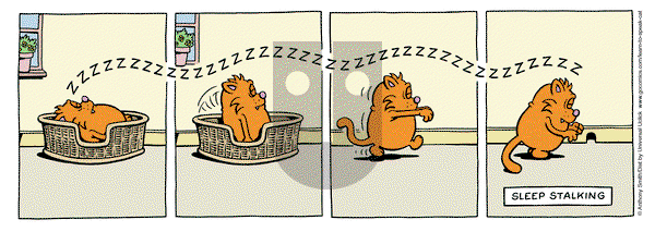 Learn to Speak Cat - Monday May 13, 2024 Comic Strip