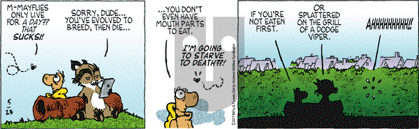 Over the Hedge on Tuesday May 23, 2017 Comic Strip
