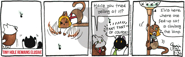 Breaking Cat News on Wednesday August 30, 2017 Comic Strip