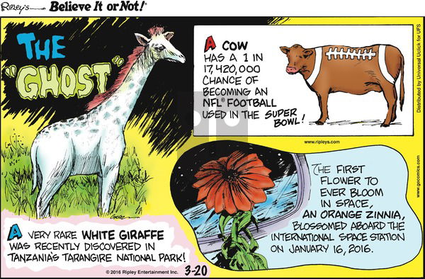 Ripley's Believe It or Not on Sunday March 20, 2016 Comic Strip