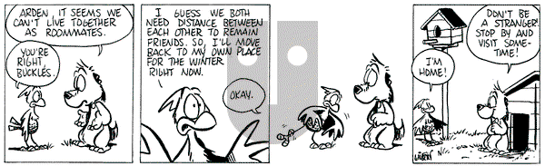 Buckles - Saturday November 30, 2024 Comic Strip