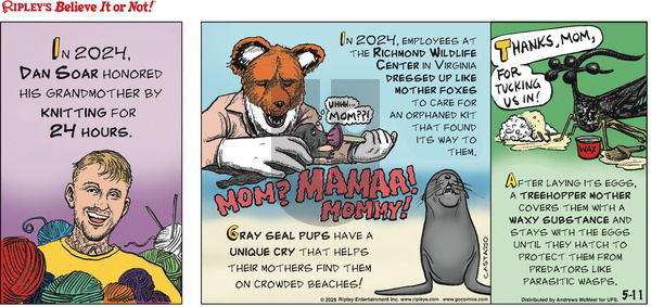 Ripley's Believe It or Not on Sunday May 11, 2025 Comic Strip