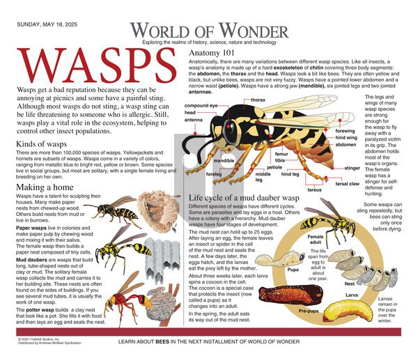 World of Wonder - Sunday May 18, 2025 Comic Strip