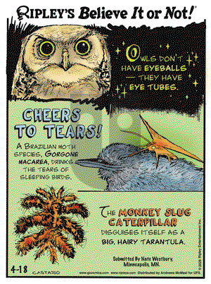 Ripley's Believe It or Not on Friday April 18, 2025 Comic Strip