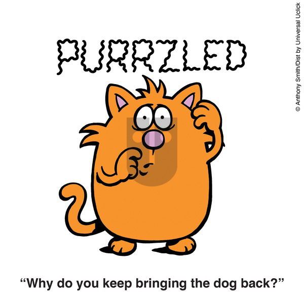 Learn to Speak Cat - Sunday August 18, 2024 Comic Strip
